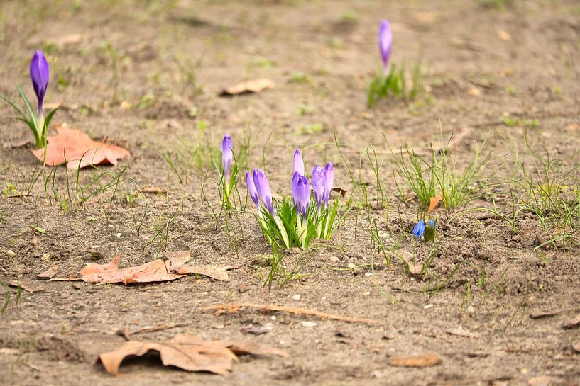Crocus flower with delicate petals by Martin Köbsch