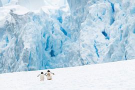 Penguins at Glacier Antarctica by Nanda Bussers