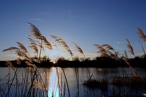 Abends am Teich im Dezember