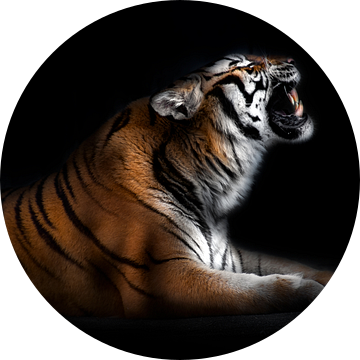 Tiger portret, Santiago Pascual Buye van 1x