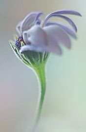  Blue-eyed Daisy by Marlies Prieckaerts