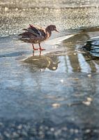 Duck on the ice