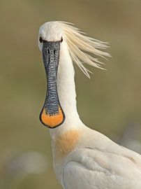spoonbill by Ruurd Jelle Van der leij