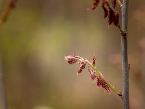Lente in het bos