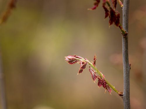 Spring in the forest