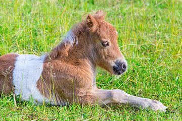Een pasgeboren veulen pony ligt in een Nederlands weiland