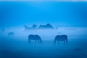 Weidende Pferde im Nebel bei Dorkwerd in Groningen