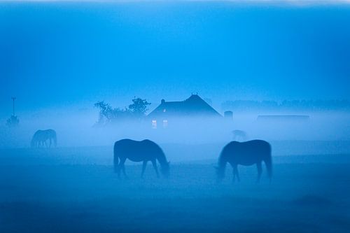 Grazende paarden in de mist bij Dorkwerd in Groningen