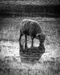 Scottish Highlander cow