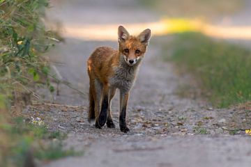 Un jeune renard roux se tient sur un chemin de terre et observe les alentours sur Mario Plechaty Photography