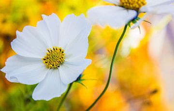 Flower Cosmos Bipinnatus white