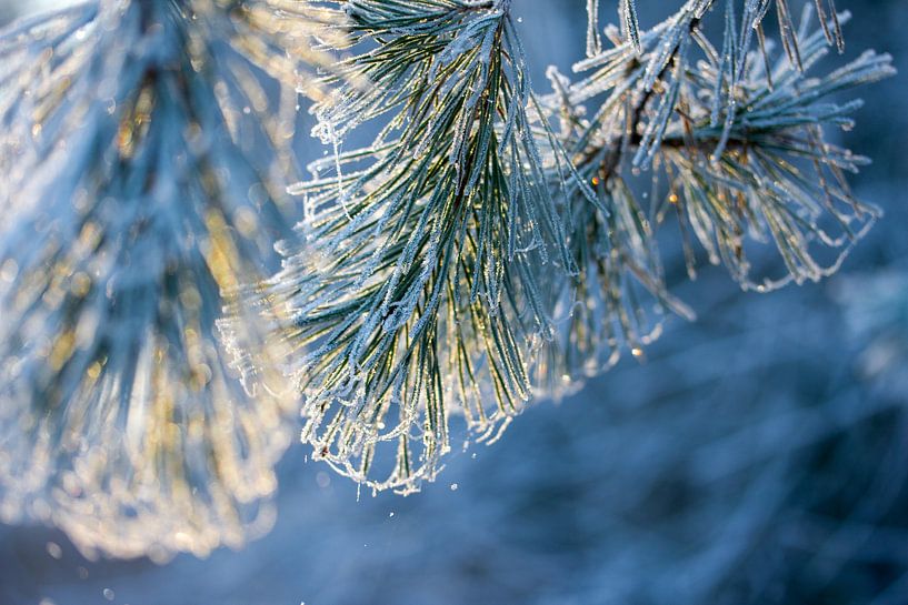 Affiche de Noël avec des aiguilles de pin par Karijn | Fine art Natuur en Reis Fotografie