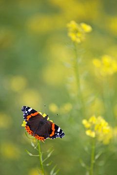 Admiraal vlinder van Thomas Herzog