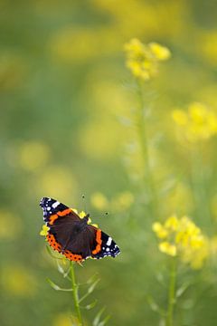 Admiral butterfly by Thomas Herzog