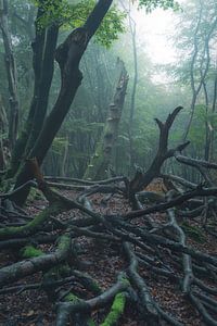 Stimmungsvoller und nebliger Wald