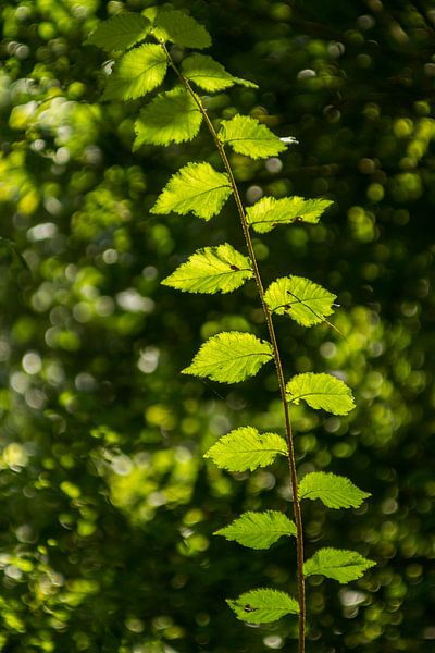 Green leafs by Irene Lommers