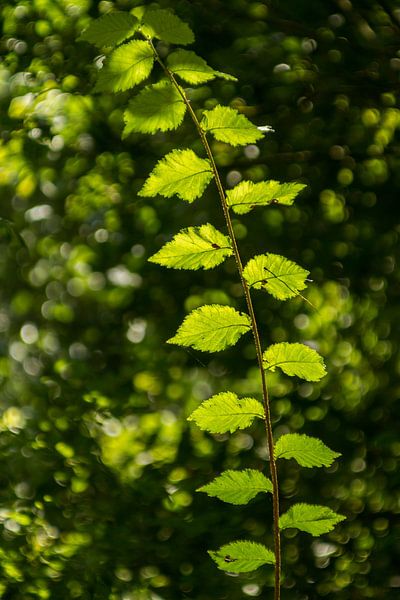 Green leafs von Irene Lommers