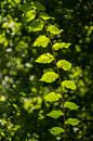 Green leafs von Irene Lommers Miniaturansicht