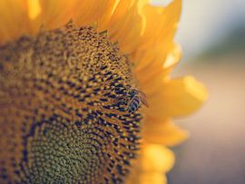 Bee on a Sunflower by Art By Dominic
