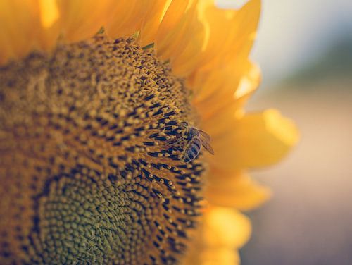 Bij op een Zonnebloem