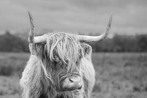 schotse hooglander, stoer, zwart, wit