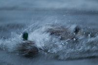 Fightings Mallards