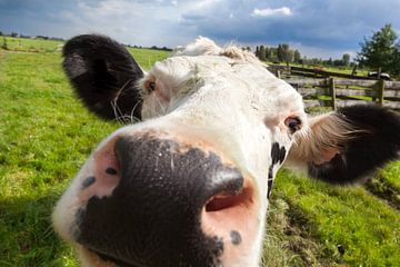 Close-up van een koe van Peter de Kievith Fotografie