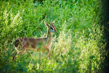 Trots en verlicht. Kirk's dijk-dik - is een kleine antilope afkomstig uit Oost-Afrika op een groene 