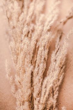 Reed panicles