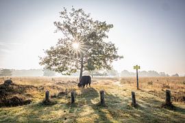 Schotse Hooglander in Drenthe van Lydia