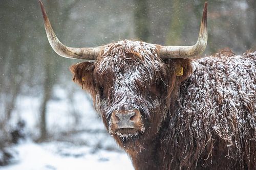 schottischer Highlander