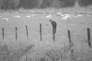 Le chat et le mouton sur Niek Traas