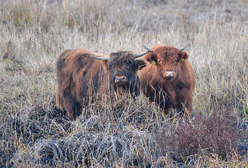 hooglanders in het gras