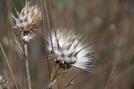 prickly