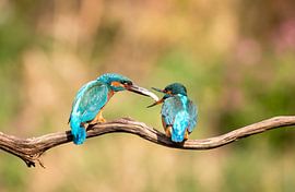 Eisvogel-Paar von Patries Photo
