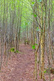 Waldweg im Naturschutzgebiet Anna's Hoeve in Hilversum von didier de borle