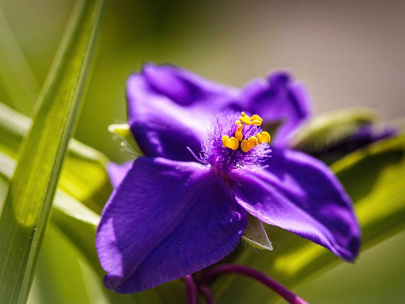 Day flower by Rob Boon