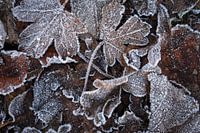 Bevroren herfstbladeren met ijskristallen