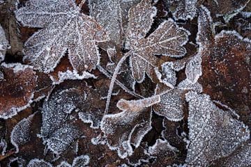 Bevroren herfstbladeren met ijskristallen van Bianca de Haan