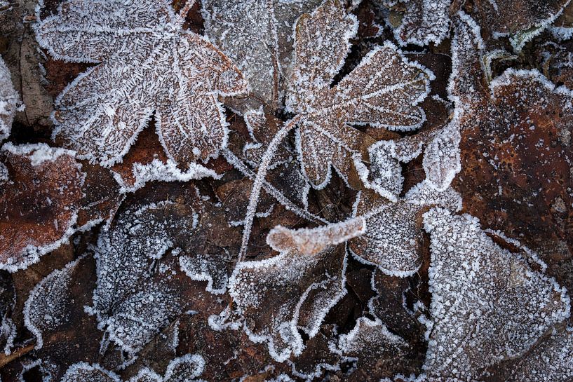 Feuilles gelées par Bianca de Haan