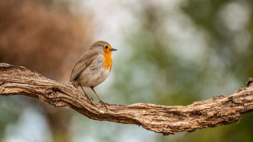 Roodborst van Henk Roosing