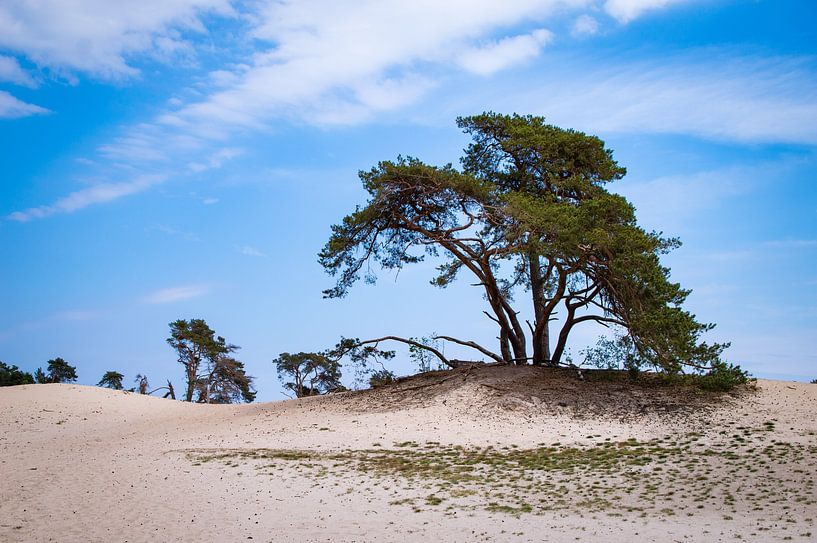 Sahara néerlandais par Whis' photos
