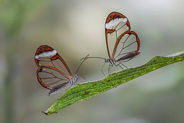 Glasswing butterfly - Papillon de la Glasswing sur Albert Beukhof