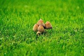 Silence vert – Des champignons dans l'herbe sur Erwin Duijvestijn