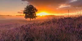 Blühende Gasterse Duinen von Henk Meijer Photography