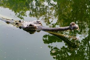 Der Gangesgavial in Indien