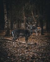 Stag