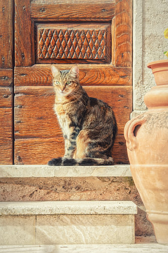Straatkat  op stoep bij deur in Sorano Italië.