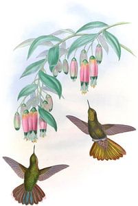 Messingschwanz, John Gould von Hummingbirds