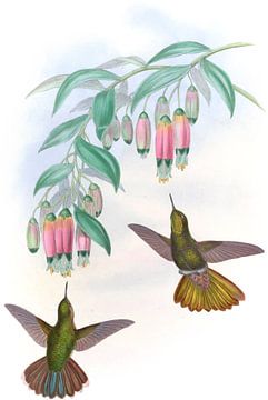 Brassy Tail, John Gould van Hummingbirds